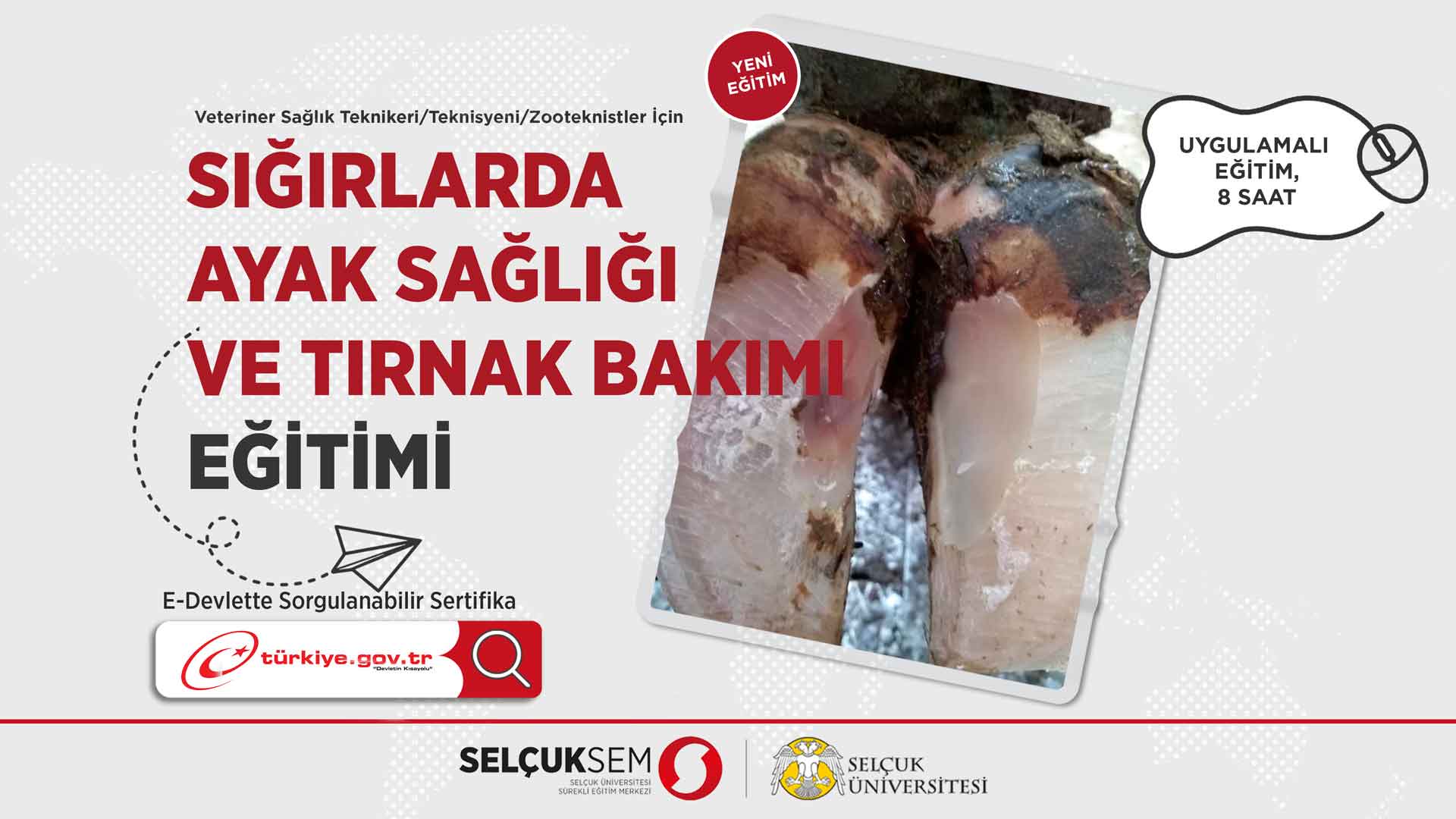 Veteriner Teknikerleri için Sığırlarda Ayak Sağlığı ve Tırnak Bakımı